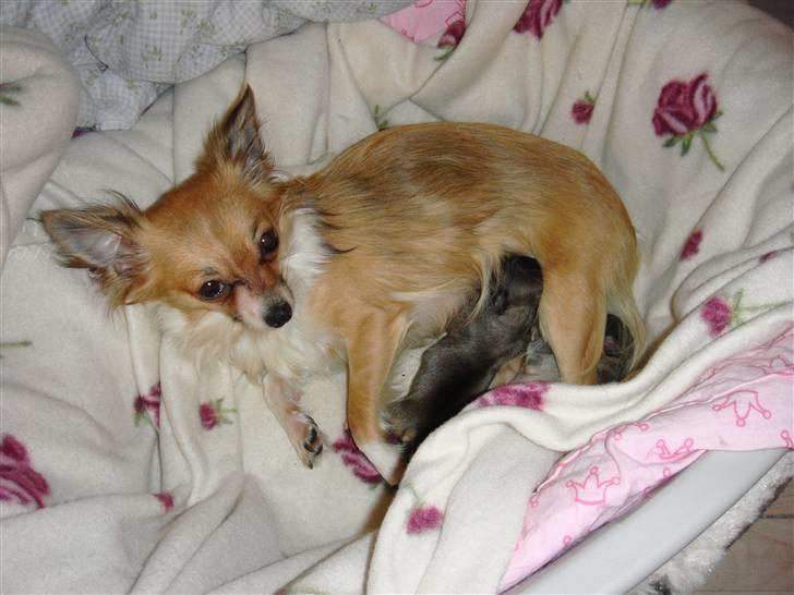 Chihuahua Carla - mine hvalpe er bare de bedste billede 6