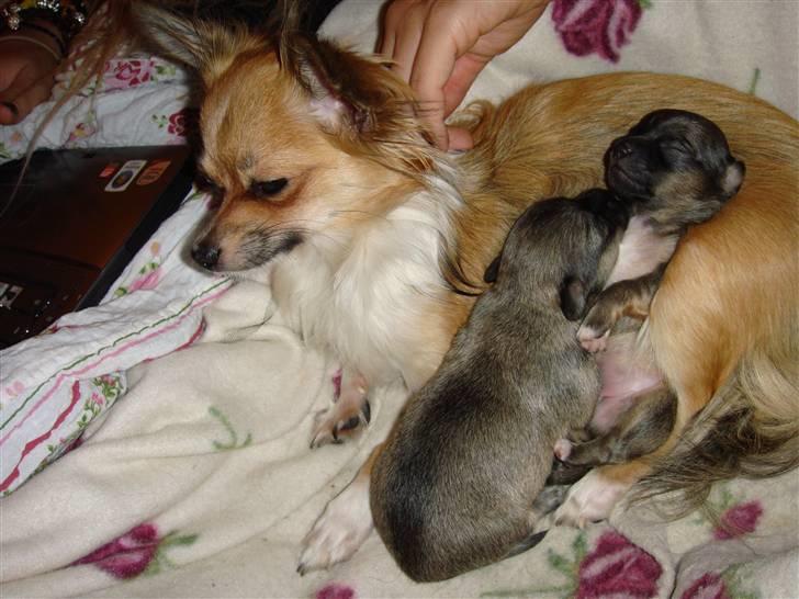 Chihuahua Carla - putter med de små igen smid en god kommetar billede 7