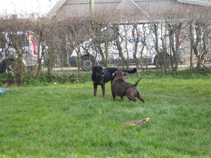 Staffordshire bull terrier  mann2 - min nye Kæreste Tikki billede 18