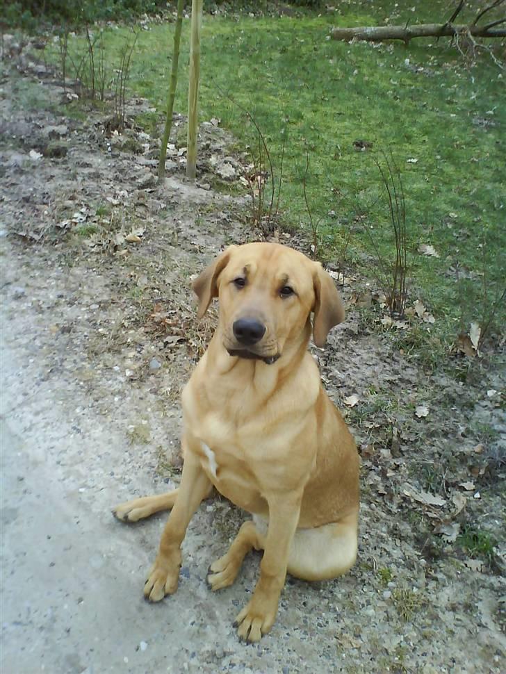 Broholmer Geri - Hej jeg er Geri og det her er min profil. håber i vil syntes om den.... giv gerne en bedømmelse billede 1