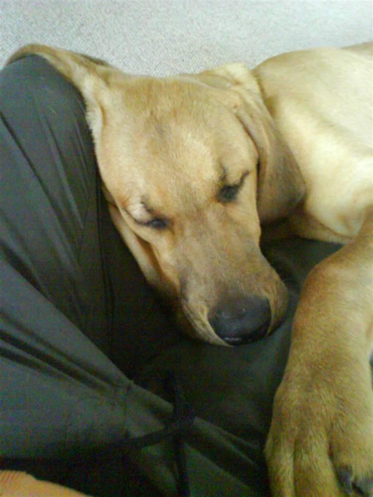 Broholmer Geri - sove oppe hos Milla det er bare så hygge billede 2