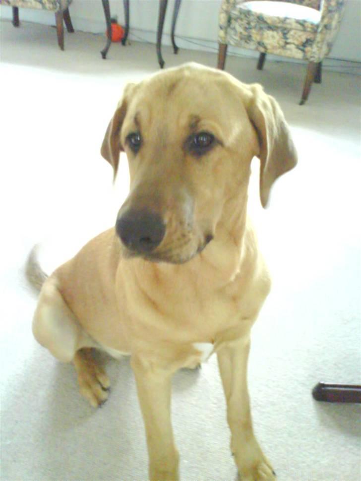 Broholmer Geri - uhhh far er sur på mig  billede 3