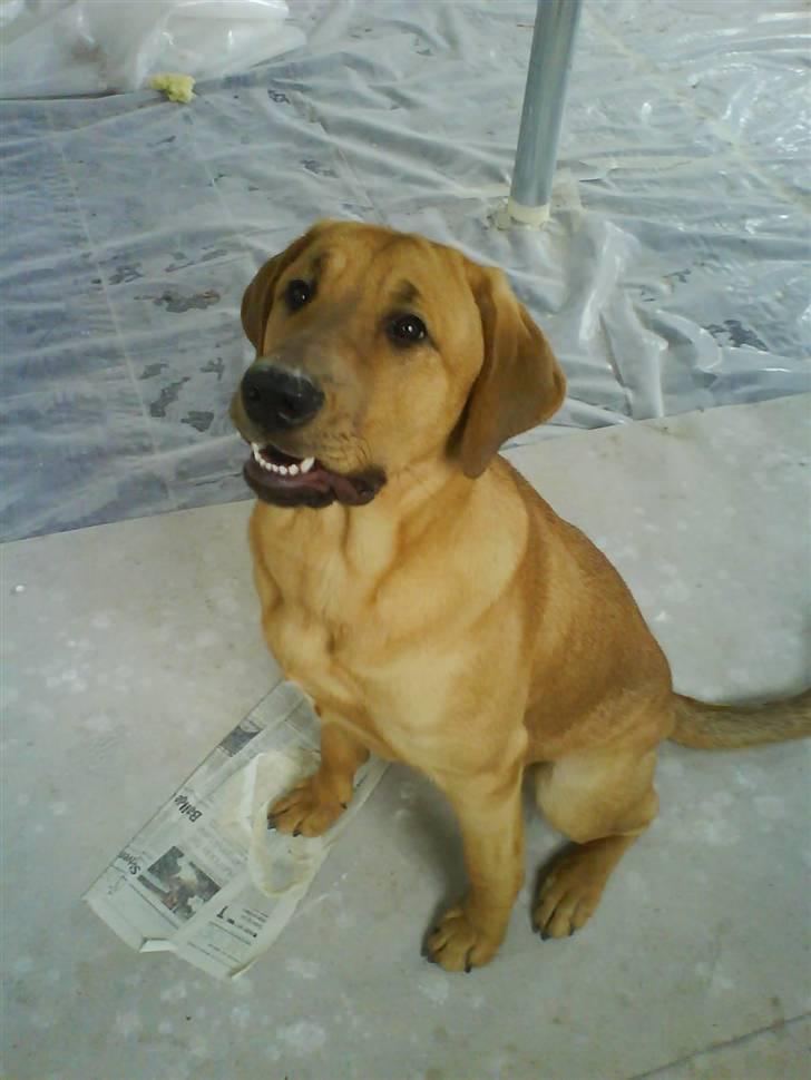 Broholmer Geri - se mig jeg kan smile billede 6