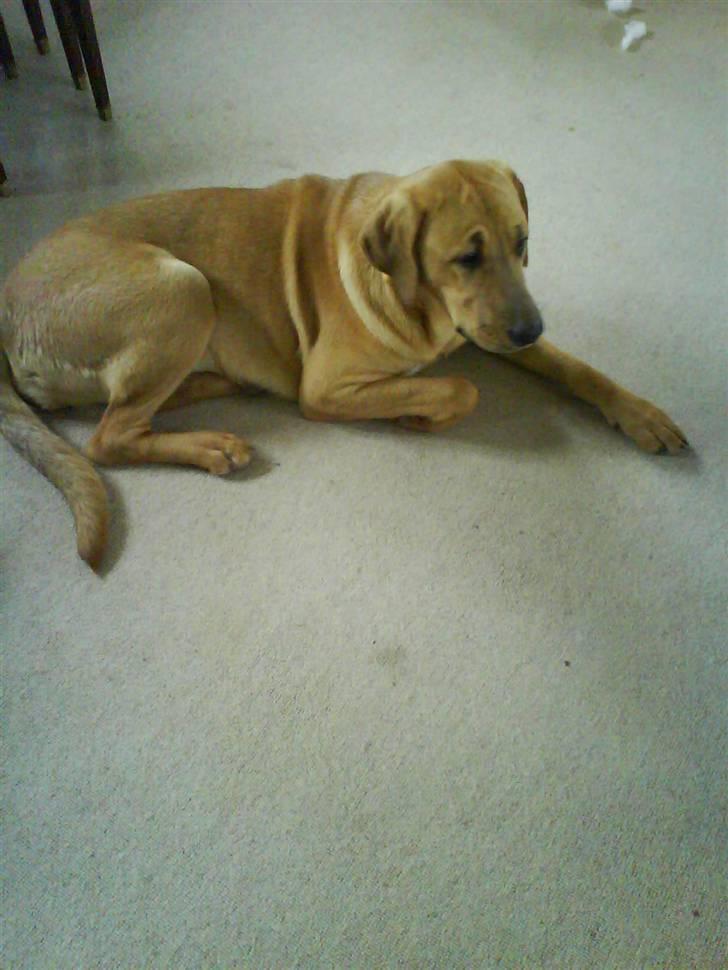 Broholmer Geri - uhhh far har lige råbt  af min  billede 10