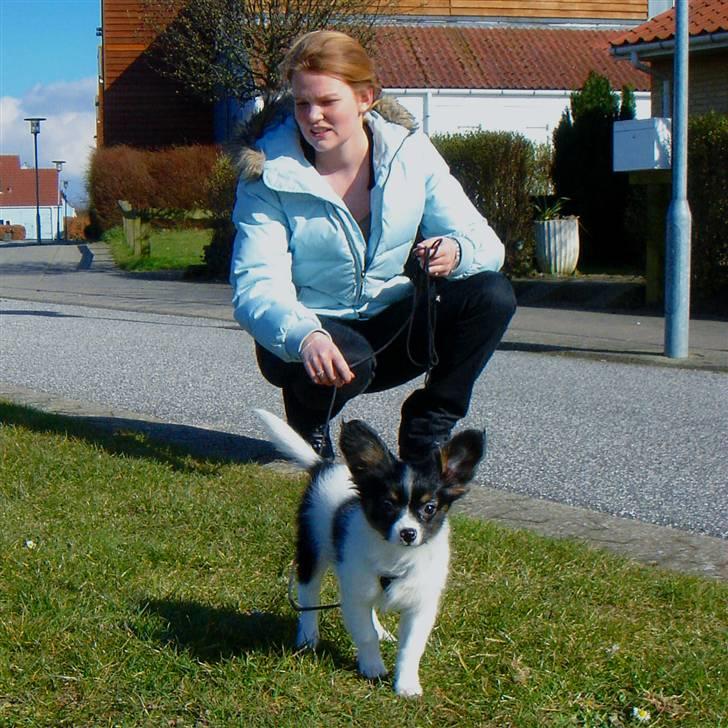 Papillon Heikra´s Frederikke billede 18