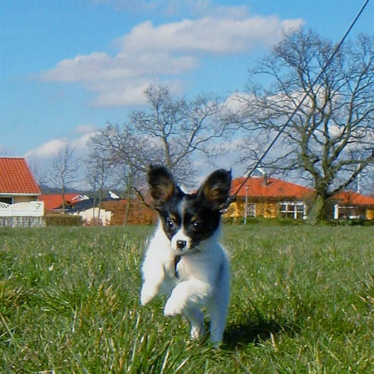 Papillon Heikra´s Frederikke billede 19
