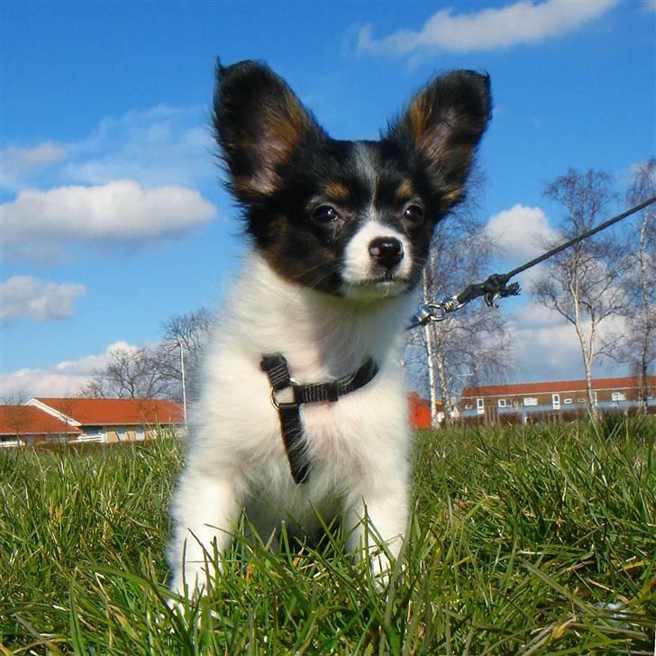 Papillon Heikra´s Frederikke billede 20