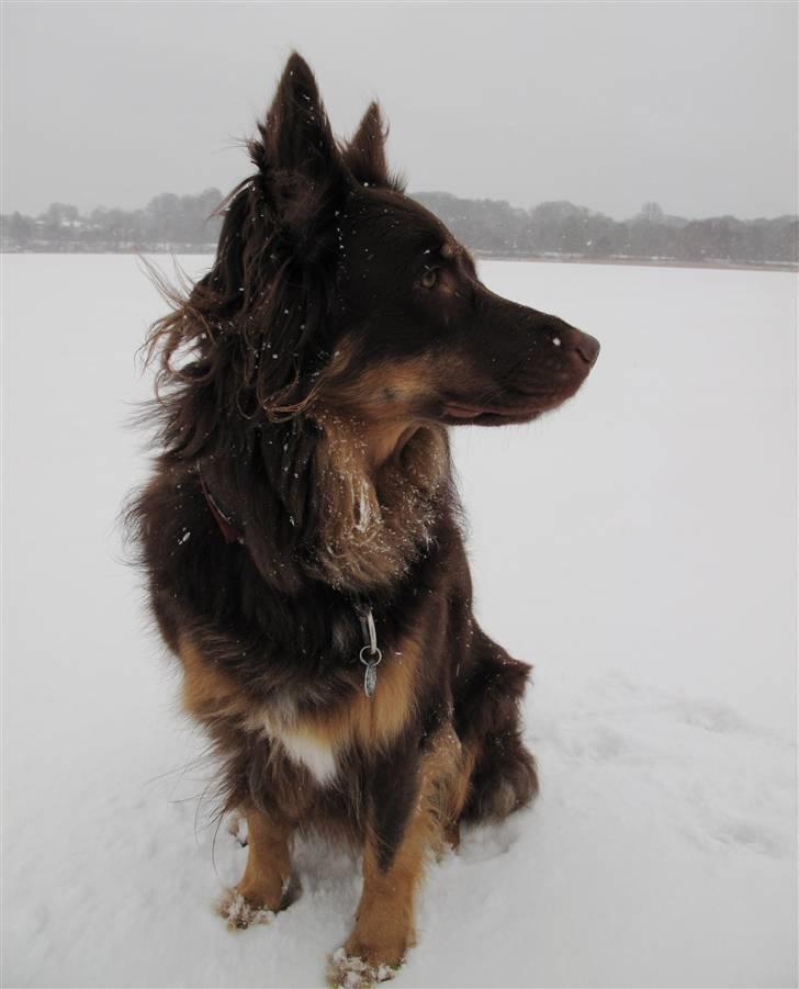 Blanding af racer Laika - Lyngby sø 2010 billede 1