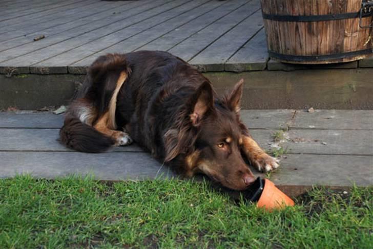 Blanding af racer Laika - En af Laikas store hobbier var at stjæle urtepotter og smadre dem...  billede 2