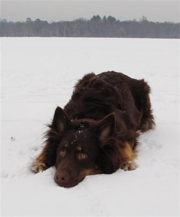 Blanding af racer Laika - Fedteprinsessen i fuld gang med at fedte... Lyngby sø 2010. billede 3