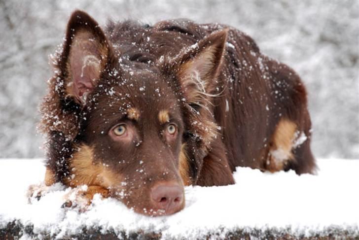 Blanding af racer Laika - Den første vinter vi havde hende...  billede 4