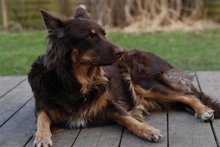 Blanding af racer Laika billede 5