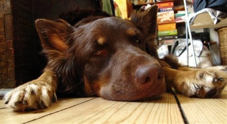 Blanding af racer Laika - En typisk søndag formiddag... man skulle tro hunden havde et arbejde! billede 6