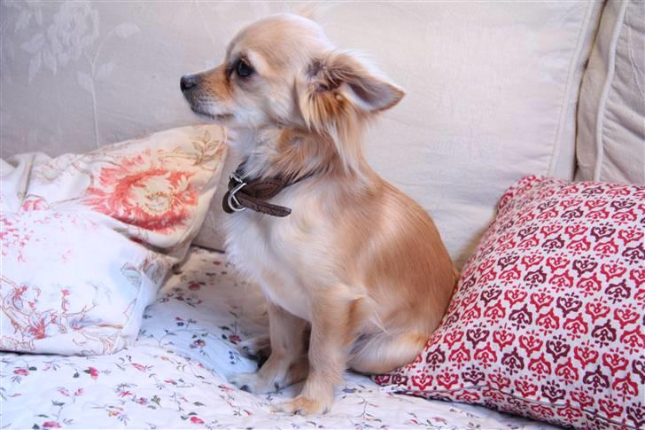 Chihuahua Noah Alpha Hunter billede 19