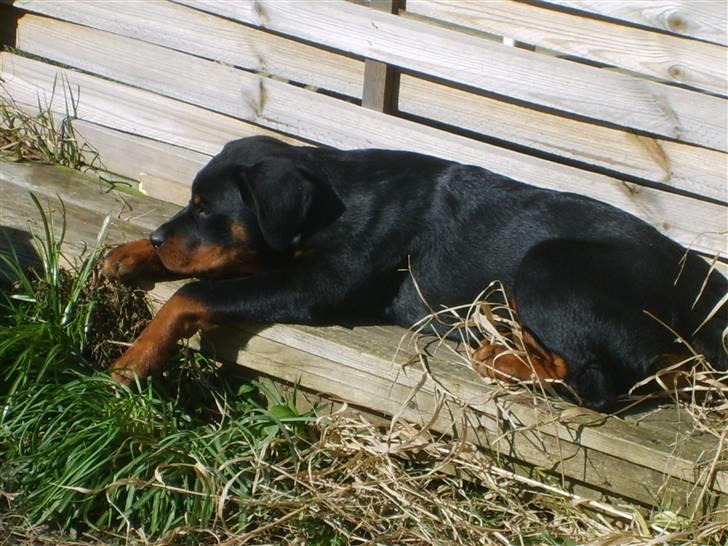Rottweiler Coco billede 1