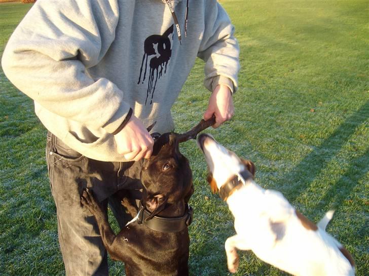 Jack russell terrier Cult - Psyko Cult billede 8