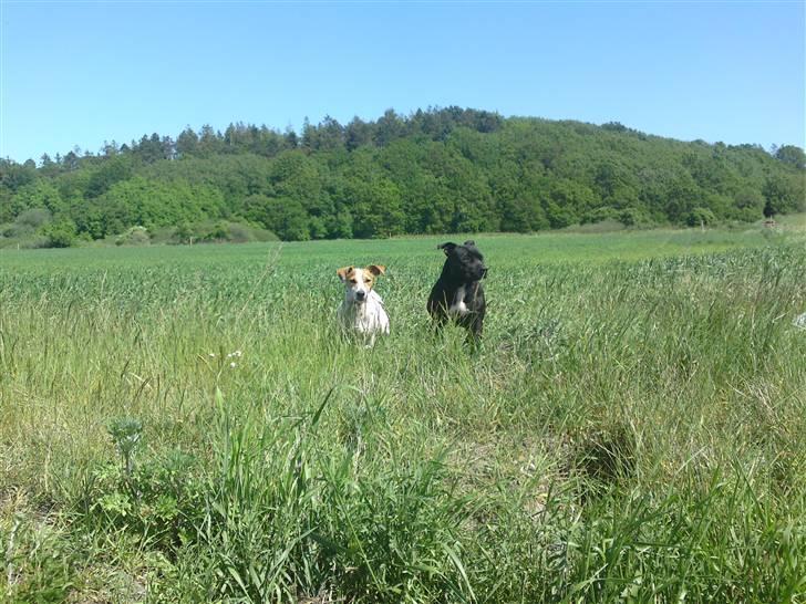 Jack russell terrier Cult billede 9