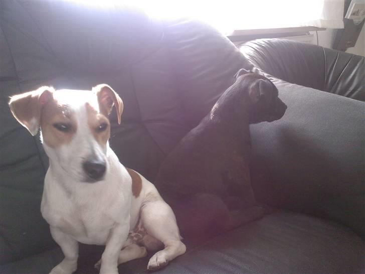 Staffordshire bull terrier Quila - Snobbede hunde ? :D billede 11