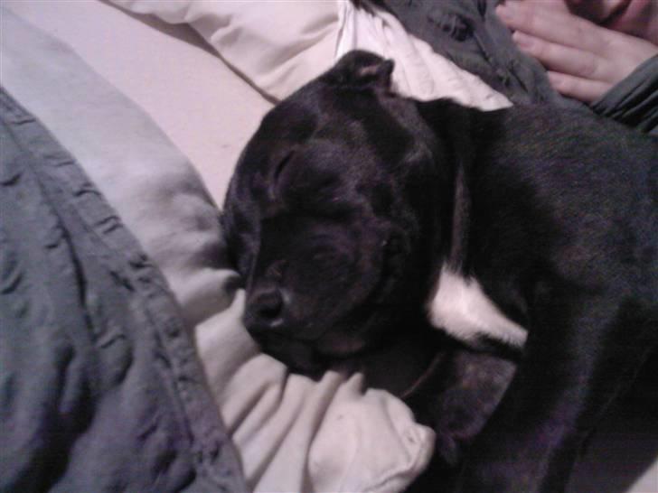 Staffordshire bull terrier Quila - ´Baby Quila billede 12