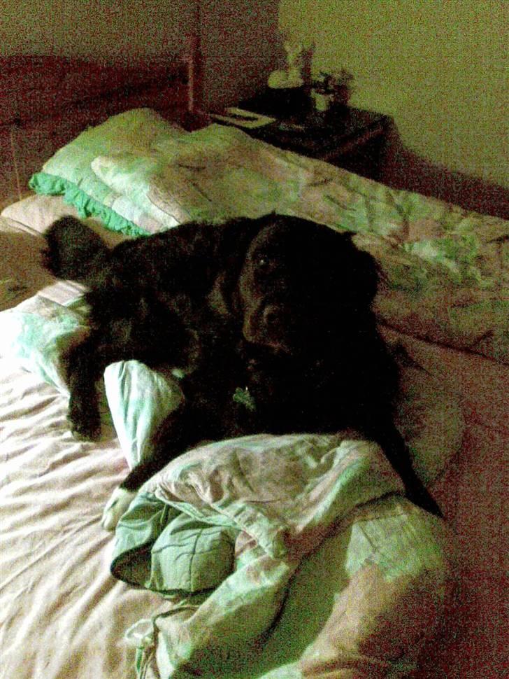 Blanding af racer Luffe billede 9