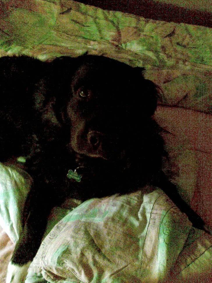 Blanding af racer Luffe billede 10