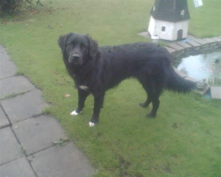 Blanding af racer Luffe billede 11