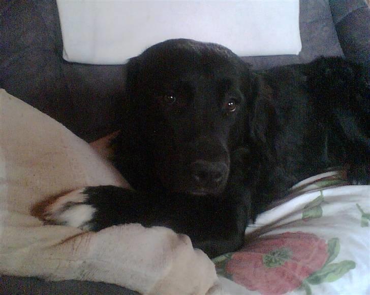 Blanding af racer Luffe billede 12