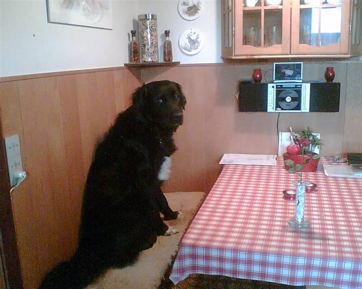 Blanding af racer Luffe billede 13