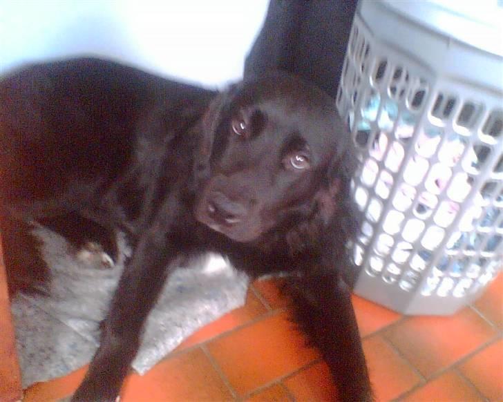 Blanding af racer Luffe billede 14