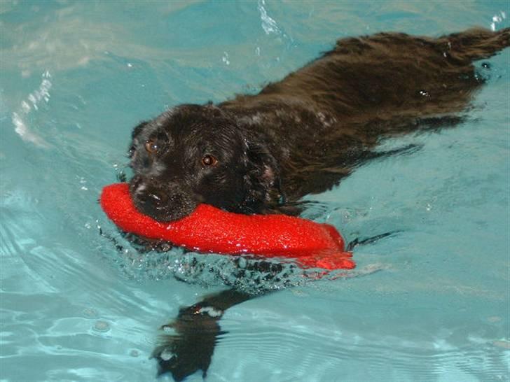 Blanding af racer Fiffi - Elsker at svømme billede 1