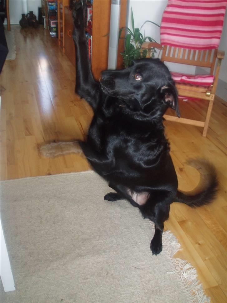 Blanding af racer Fiffi - High five billede 2