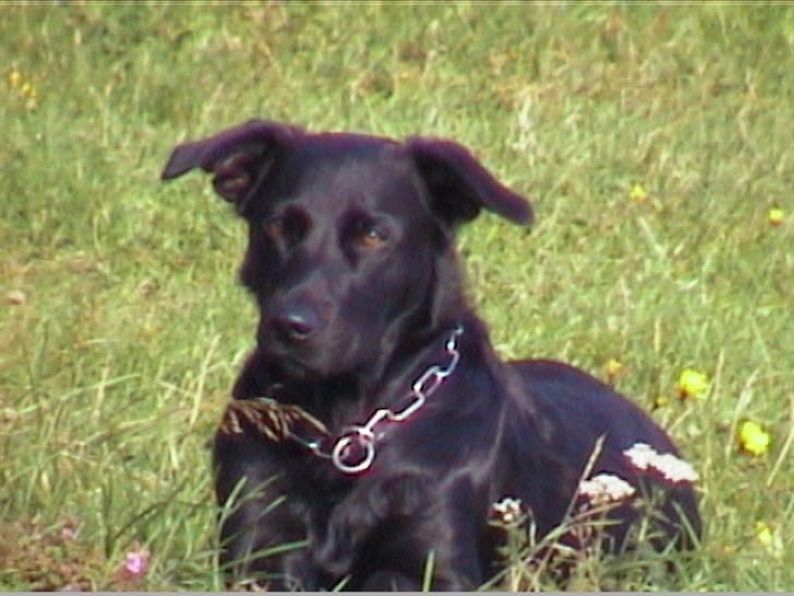 Blanding af racer Fiffi - Er jeg ikke yndig.. billede 3