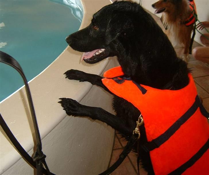 Blanding af racer Fiffi - Bedste Baywatch stil billede 4