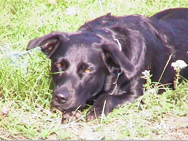 Blanding af racer Fiffi - På lur.. billede 5