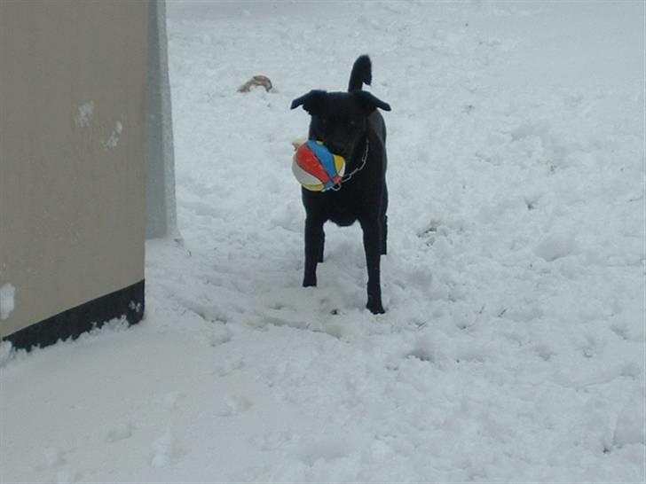 Blanding af racer Fiffi - Klar til leg - mangler bare en at lege med, så hun venter til fotografen er færdig :-) billede 6