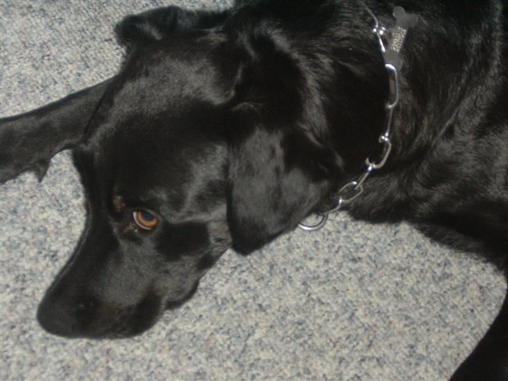 Blanding af racer Fiffi - Fornærmet billede 7