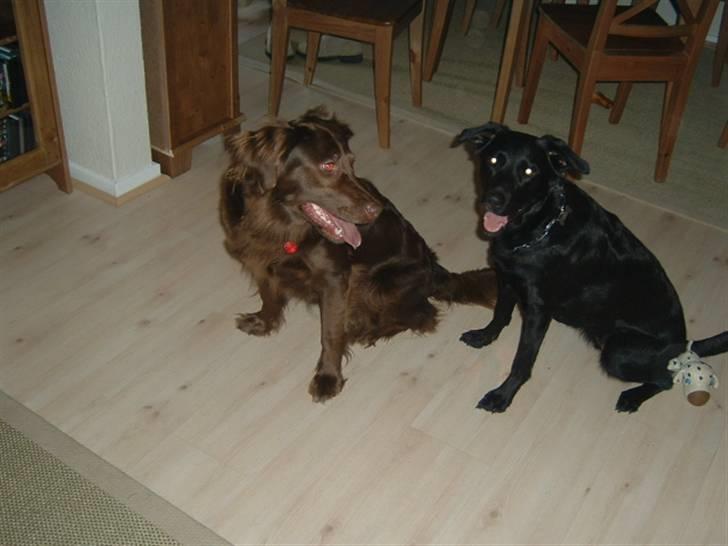 Blanding af racer Fiffi - Fiffi og hendes bedste ven Tykke.. billede 8