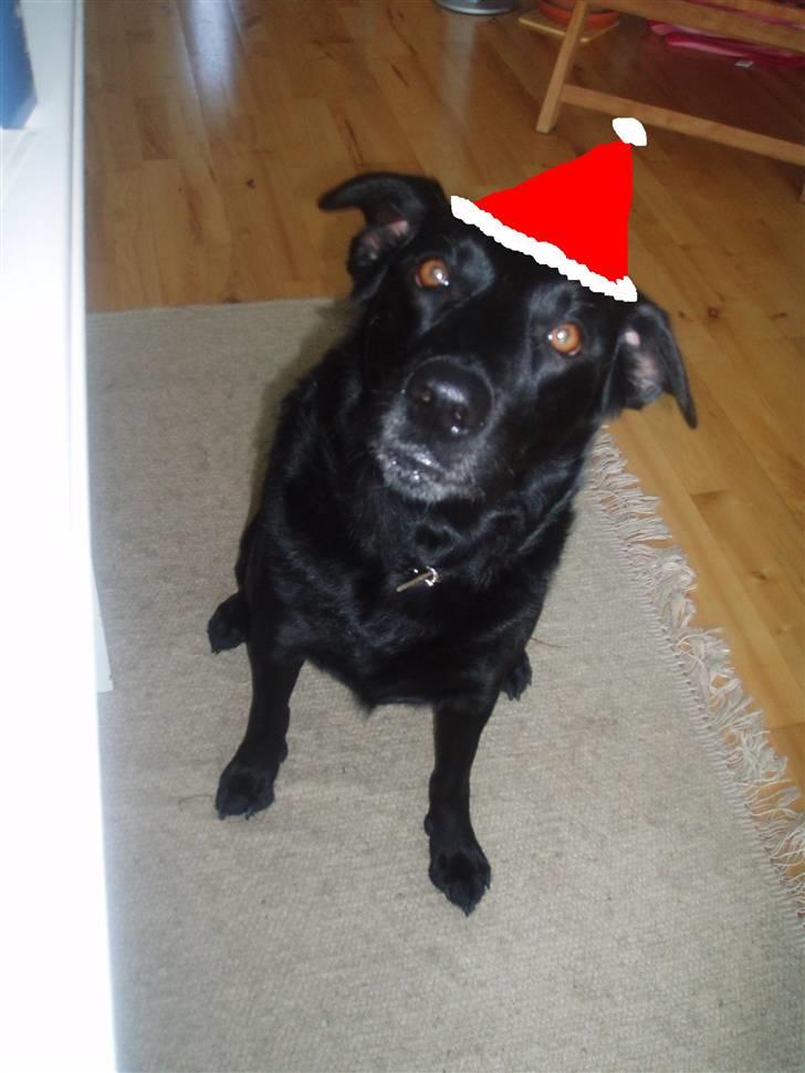 Blanding af racer Fiffi - Julen 2007 :-) billede 9