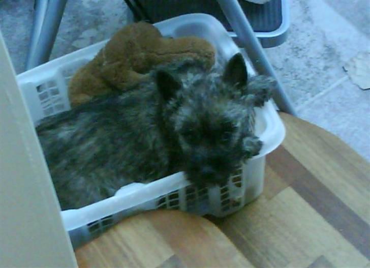 Cairn terrier Viktor billede 9