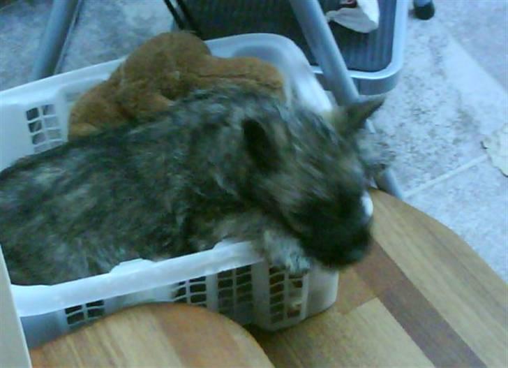 Cairn terrier Viktor billede 10