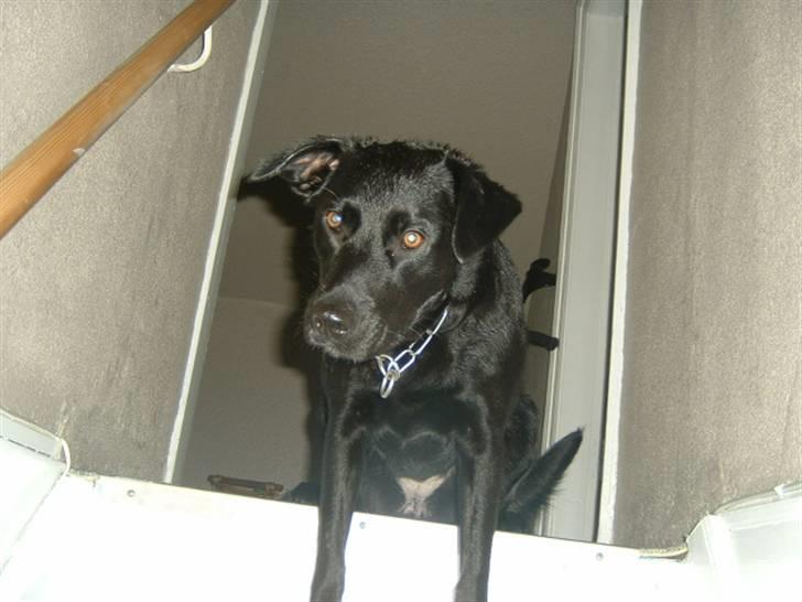 Blanding af racer Fiffi - Fast plads, når jeg skal være alene, om lidt kommer kiksene flyvende, inden "mor" går billede 10