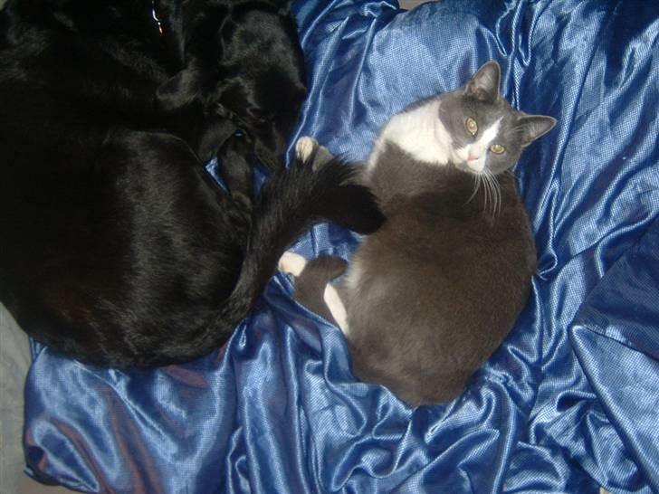 Blanding af racer Fiffi - Bedste katteven.. billede 11