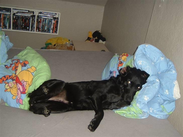 Blanding af racer Fiffi - At lægge sig til rette... billede 12