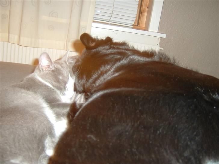 Blanding af racer Fiffi - Tryghed billede 13