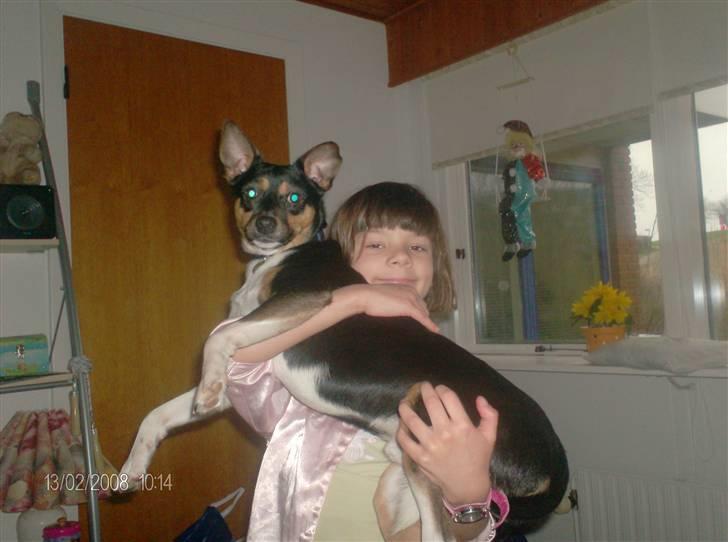 Blanding af racer Emil billede 8