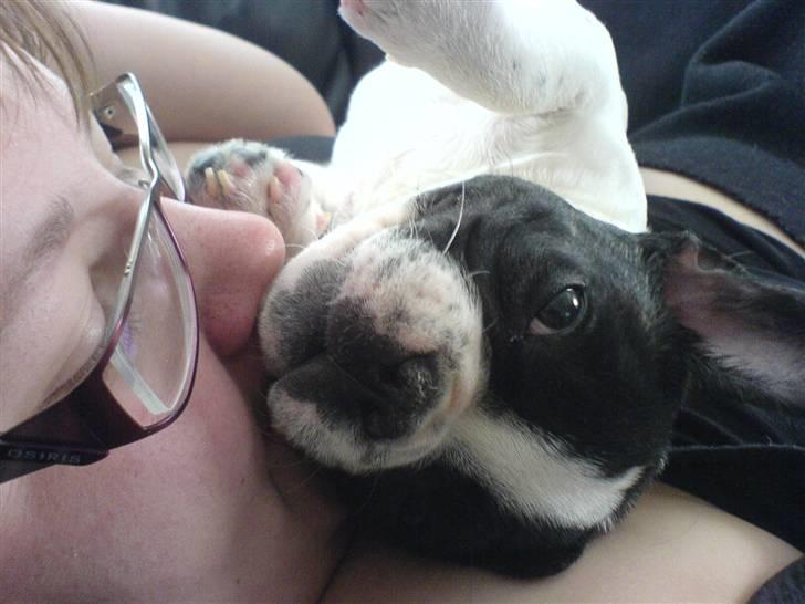 Fransk bulldog Charlie - Grumpy - Putter lige sammen med mor..... billede 11