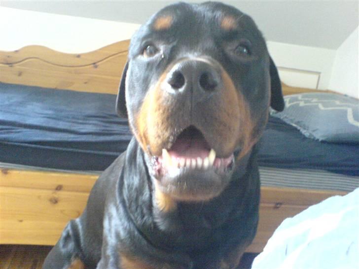 Rottweiler Whiskey - Fjollet.....mig.......nej da :O) billede 12