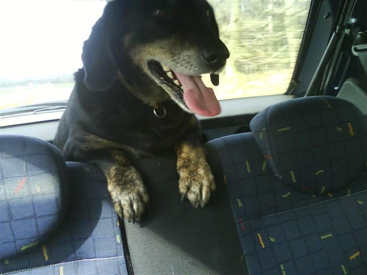 Blanding af racer Rollo - Endelig skovtur billede 1