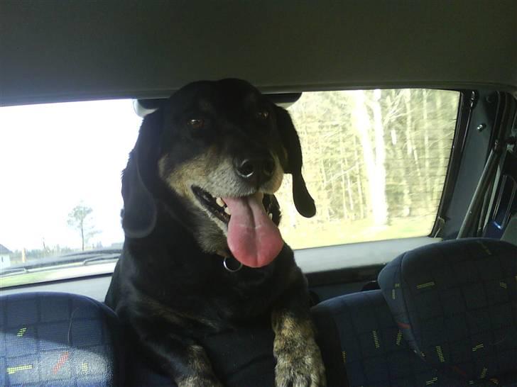 Blanding af racer Rollo - Skovtur lige om lidt billede 2