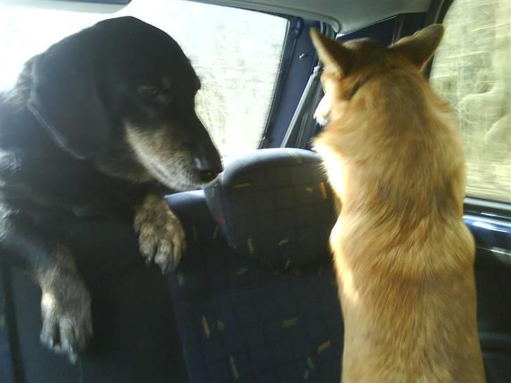 Blanding af racer Rollo - Min legekammerat Hannibal billede 3